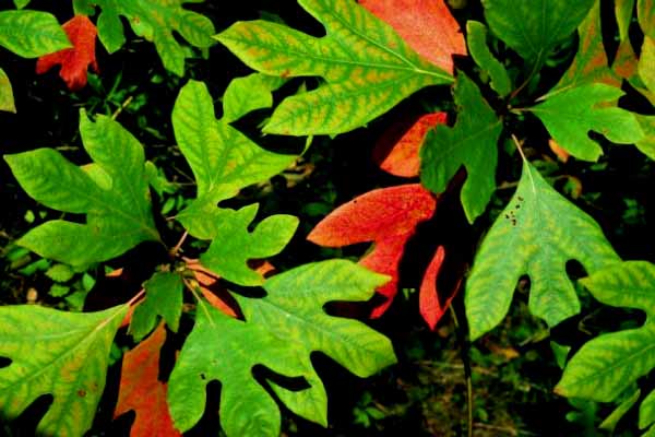 Sassafras Leaves