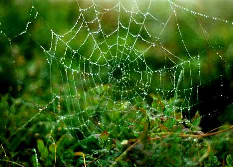 Web