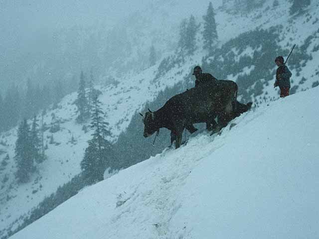 Taking Cows to Winter Barn