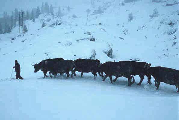 Mountain Farmer with Milkcows