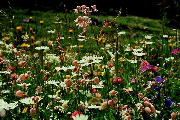 Mountain Meadow: June