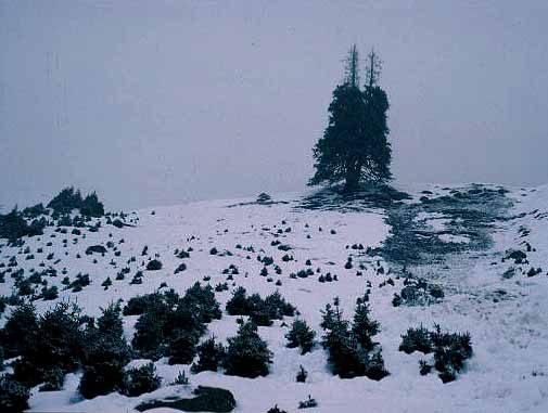 Avalanche Chute, Spruce Seedlings